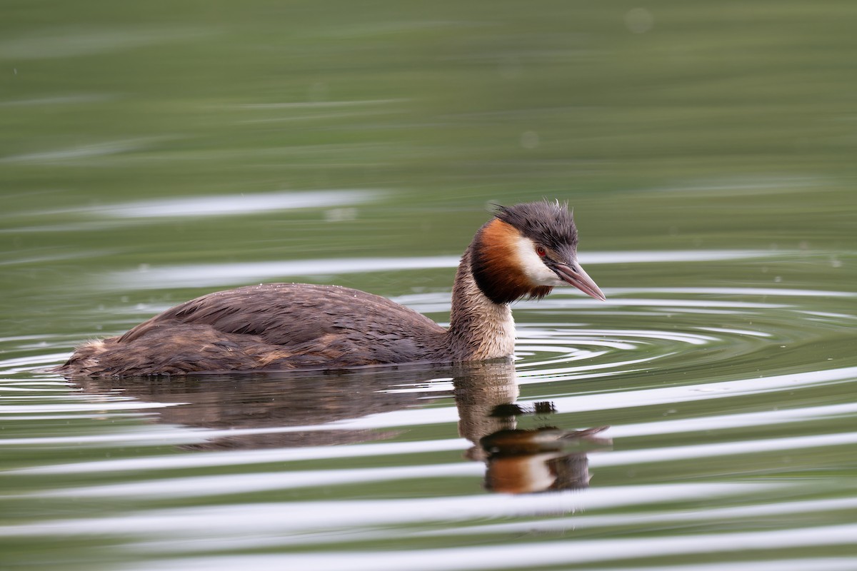 Great Crested Grebe - ML619814396