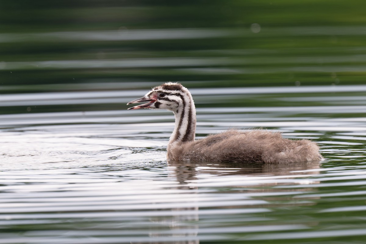 Great Crested Grebe - ML619814397