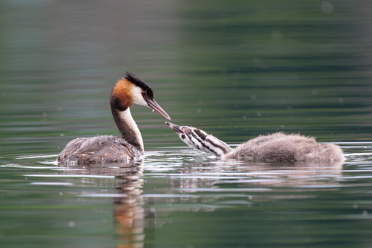 Great Crested Grebe - ML619814399