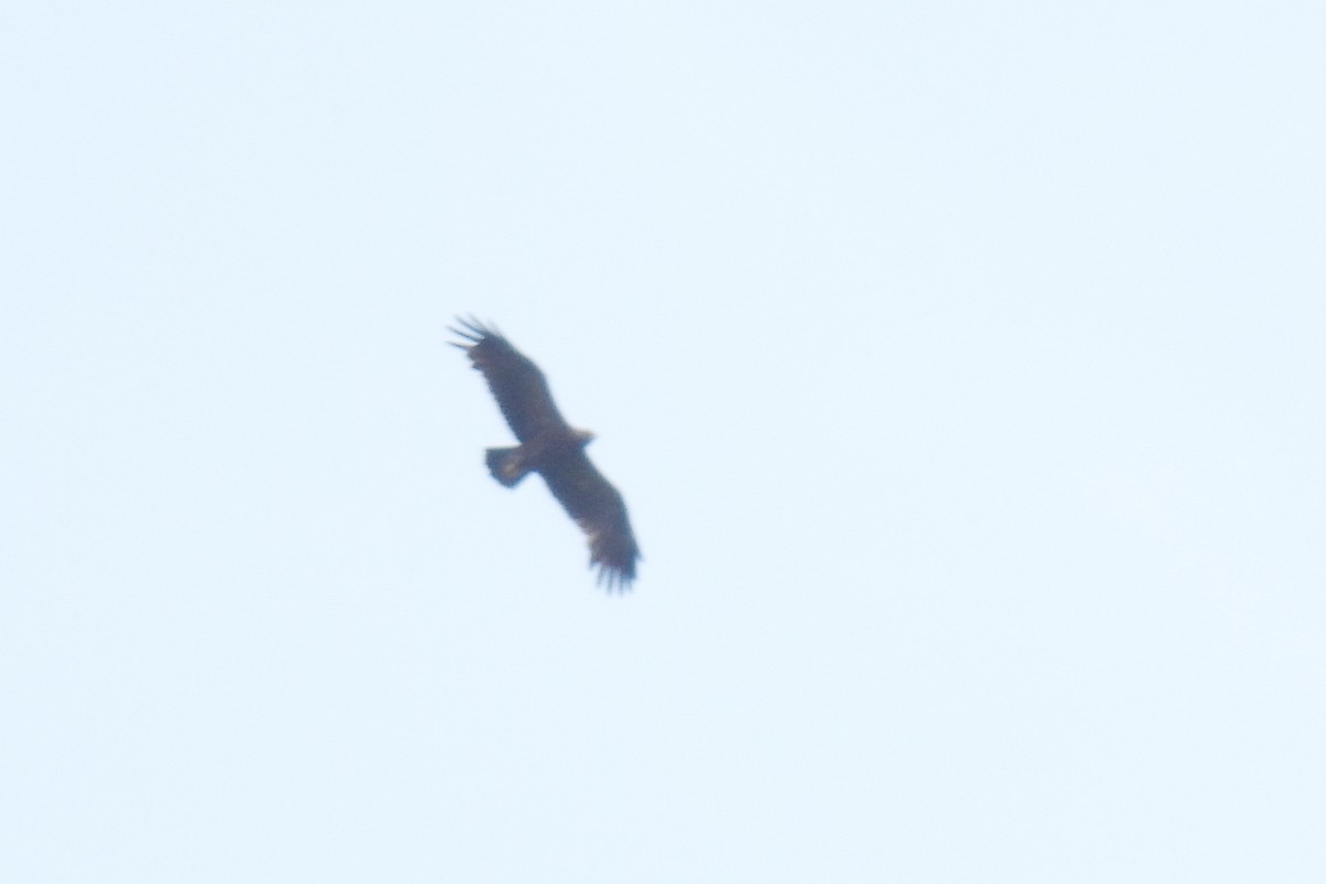 Lesser Spotted Eagle - ML619814418