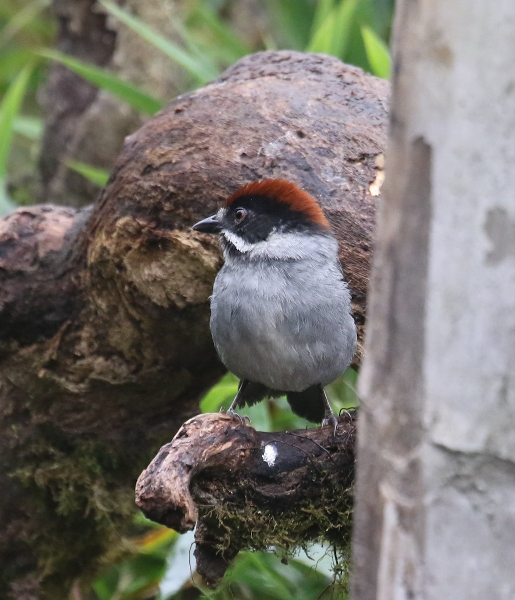 Slaty Brushfinch (Slaty) - ML619814419