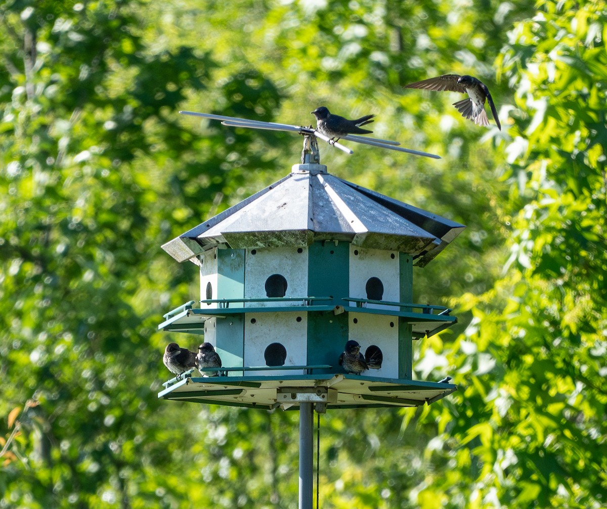 Purple Martin - ML619814424