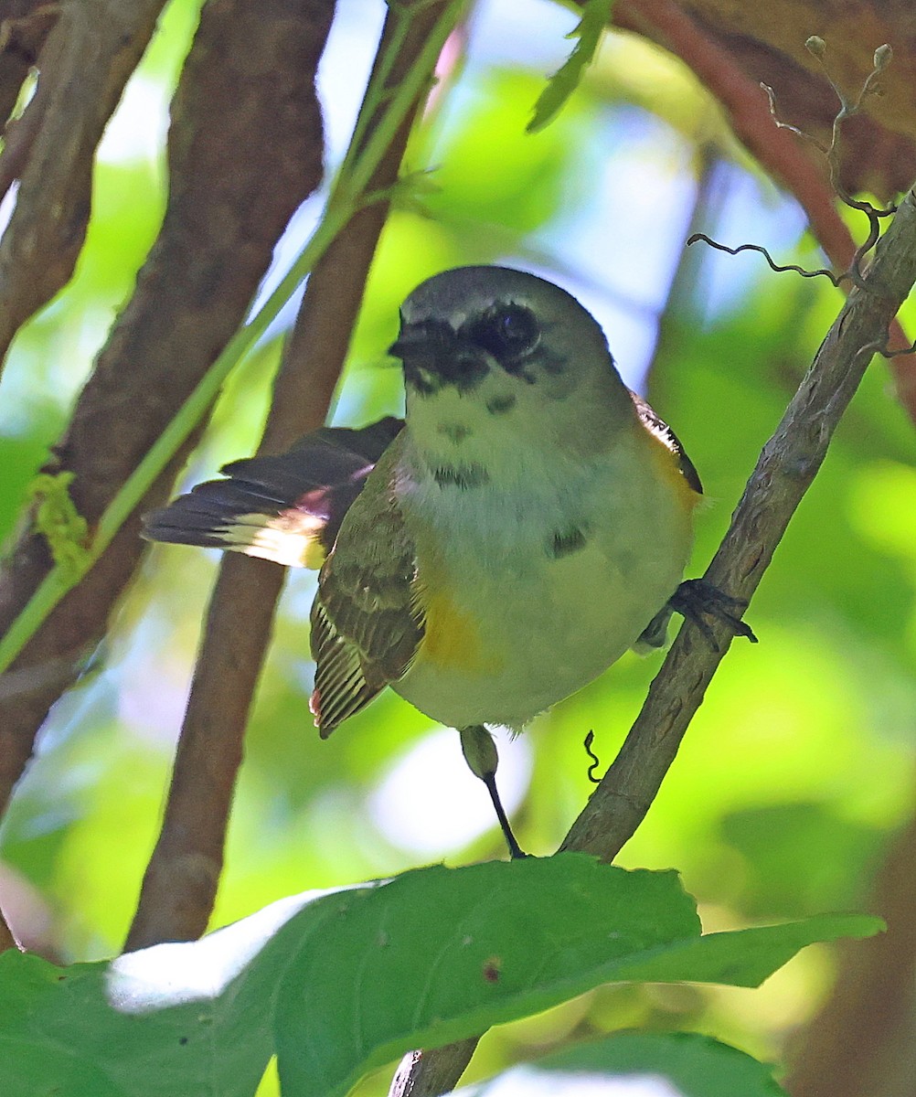 American Redstart - ML619814427