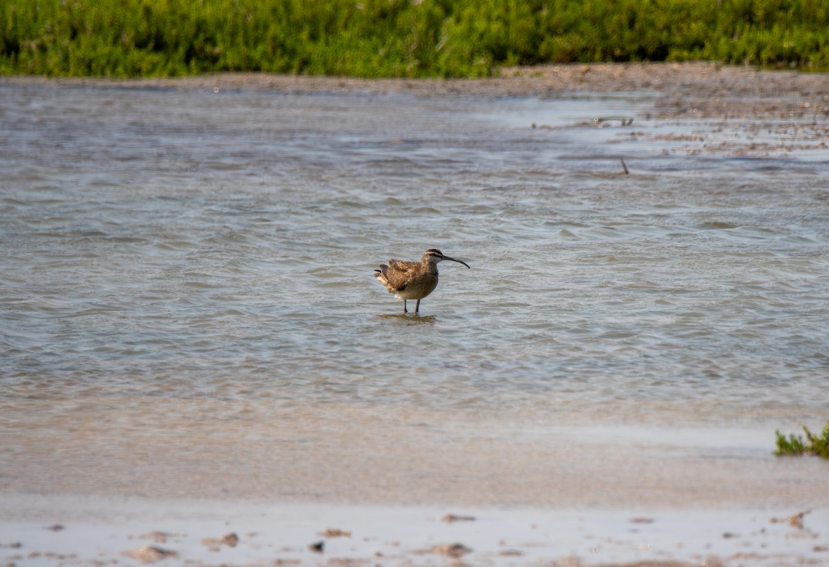 Whimbrel - ML619814442