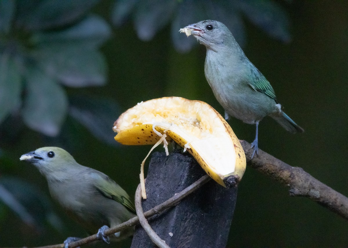Palm Tanager - ML619814444