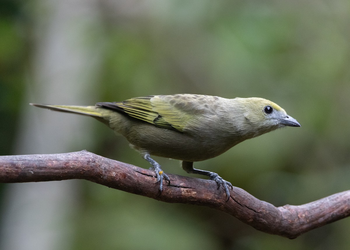 Palm Tanager - ML619814449