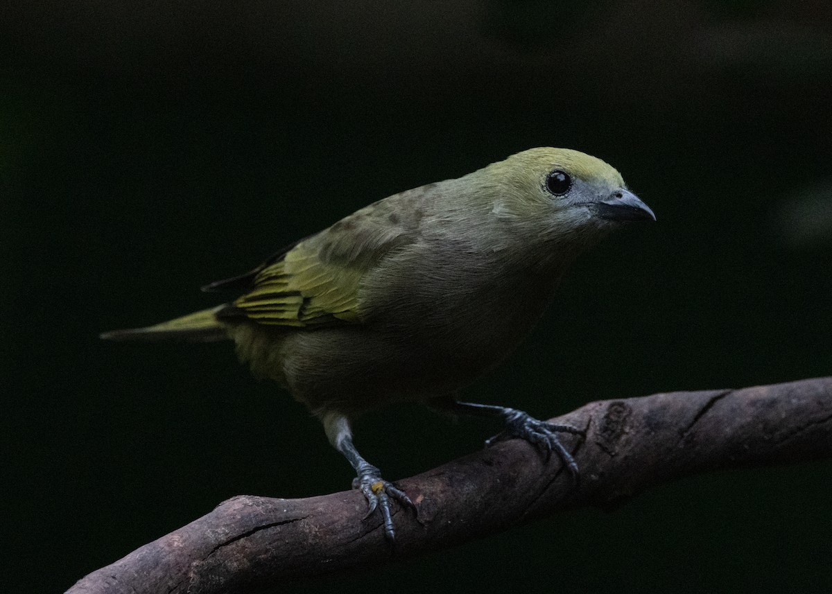 Palm Tanager - ML619814452