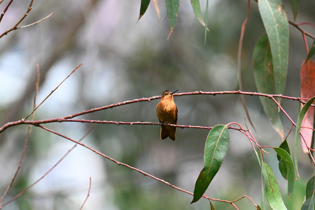 Colibrí Cobrizo - ML619814453