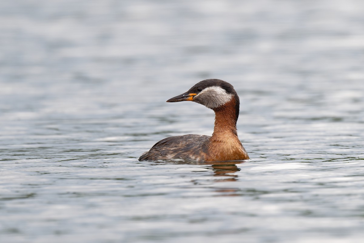 Red-necked Grebe - ML619814464