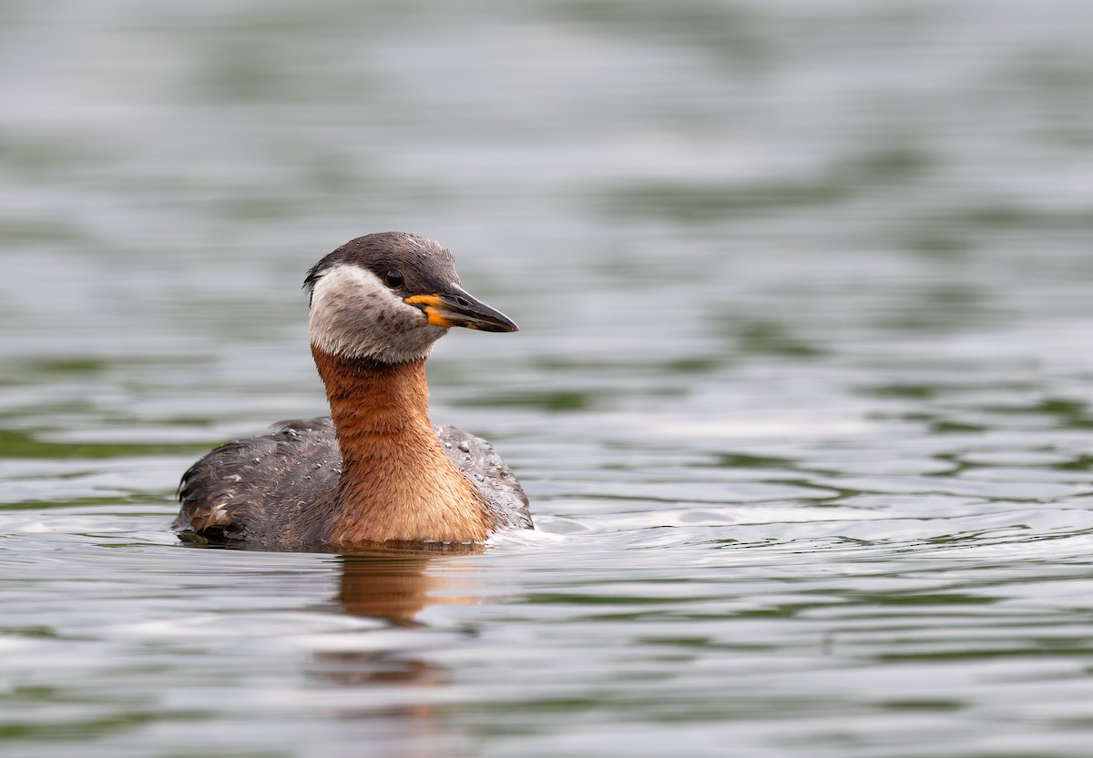 Red-necked Grebe - ML619814471