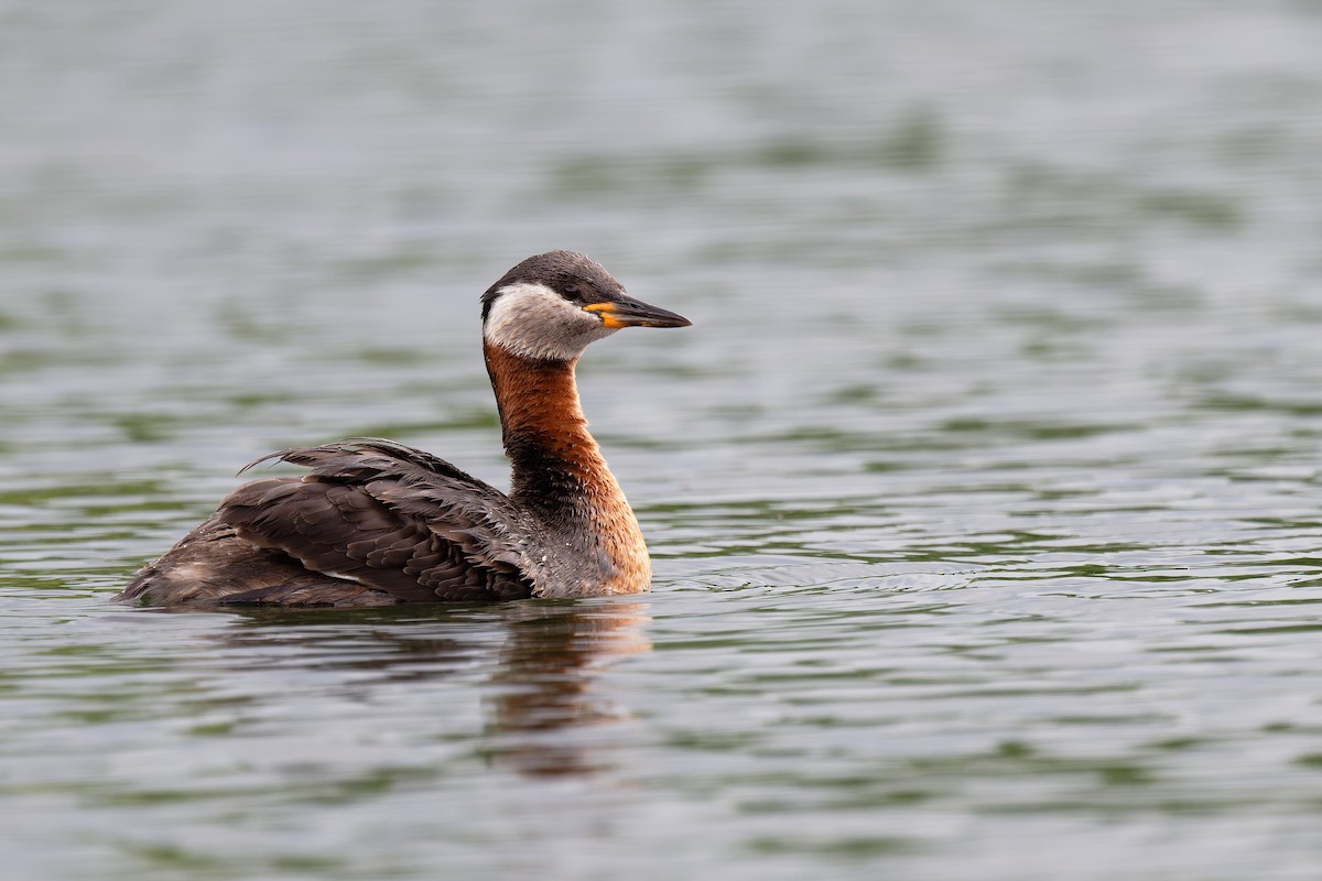 Red-necked Grebe - ML619814474