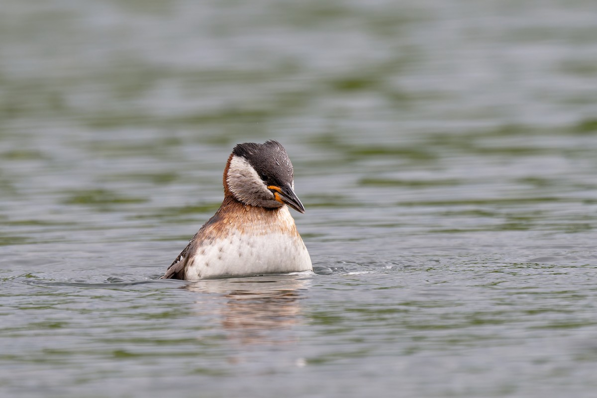 Red-necked Grebe - ML619814475