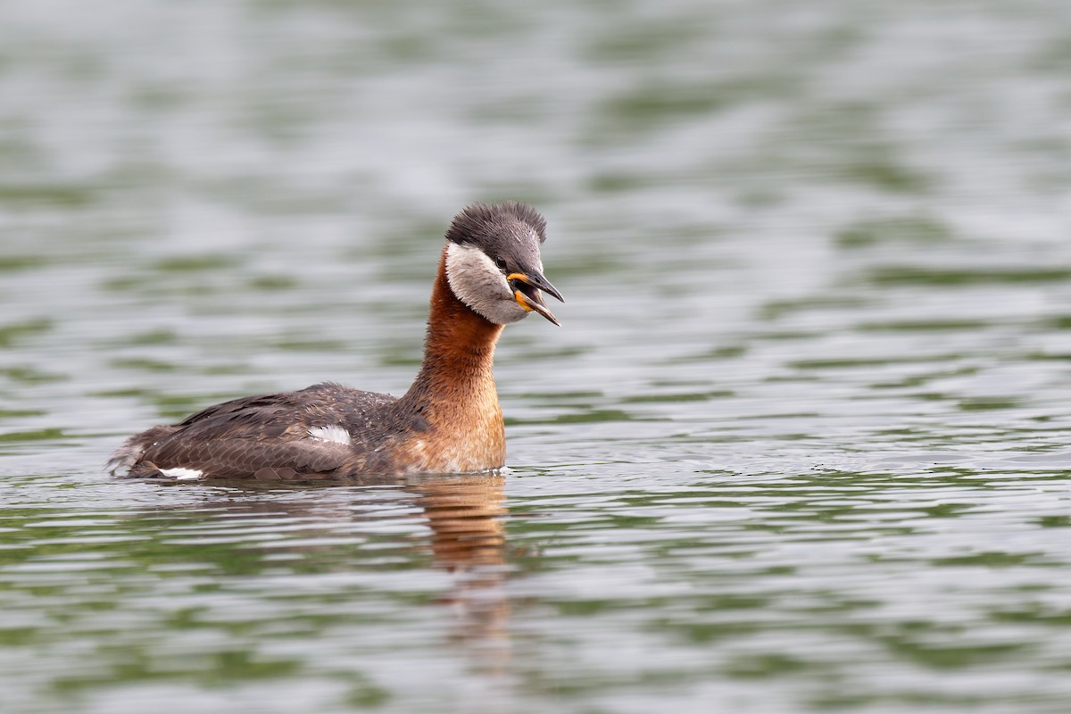 Red-necked Grebe - ML619814478
