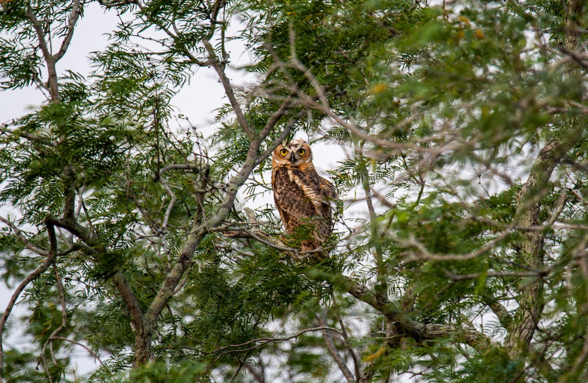 Great Horned Owl - ML619814481