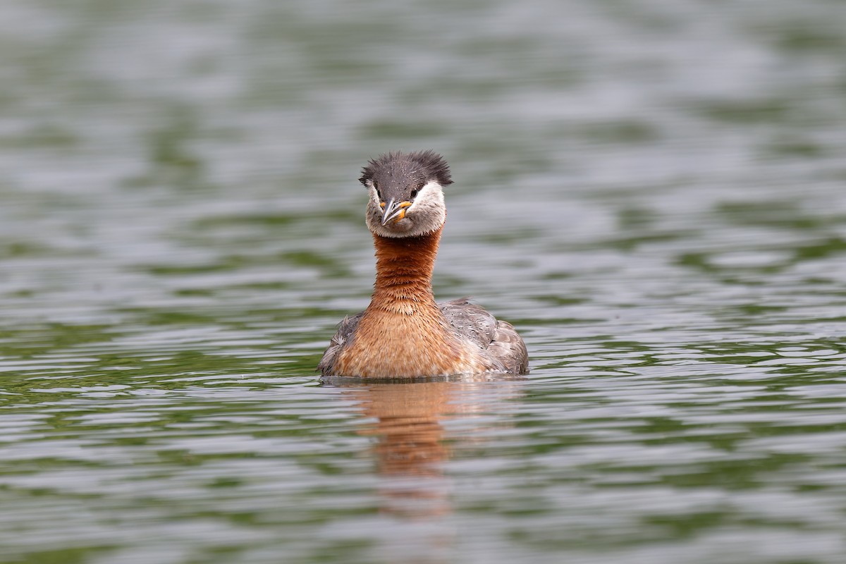 Red-necked Grebe - ML619814482
