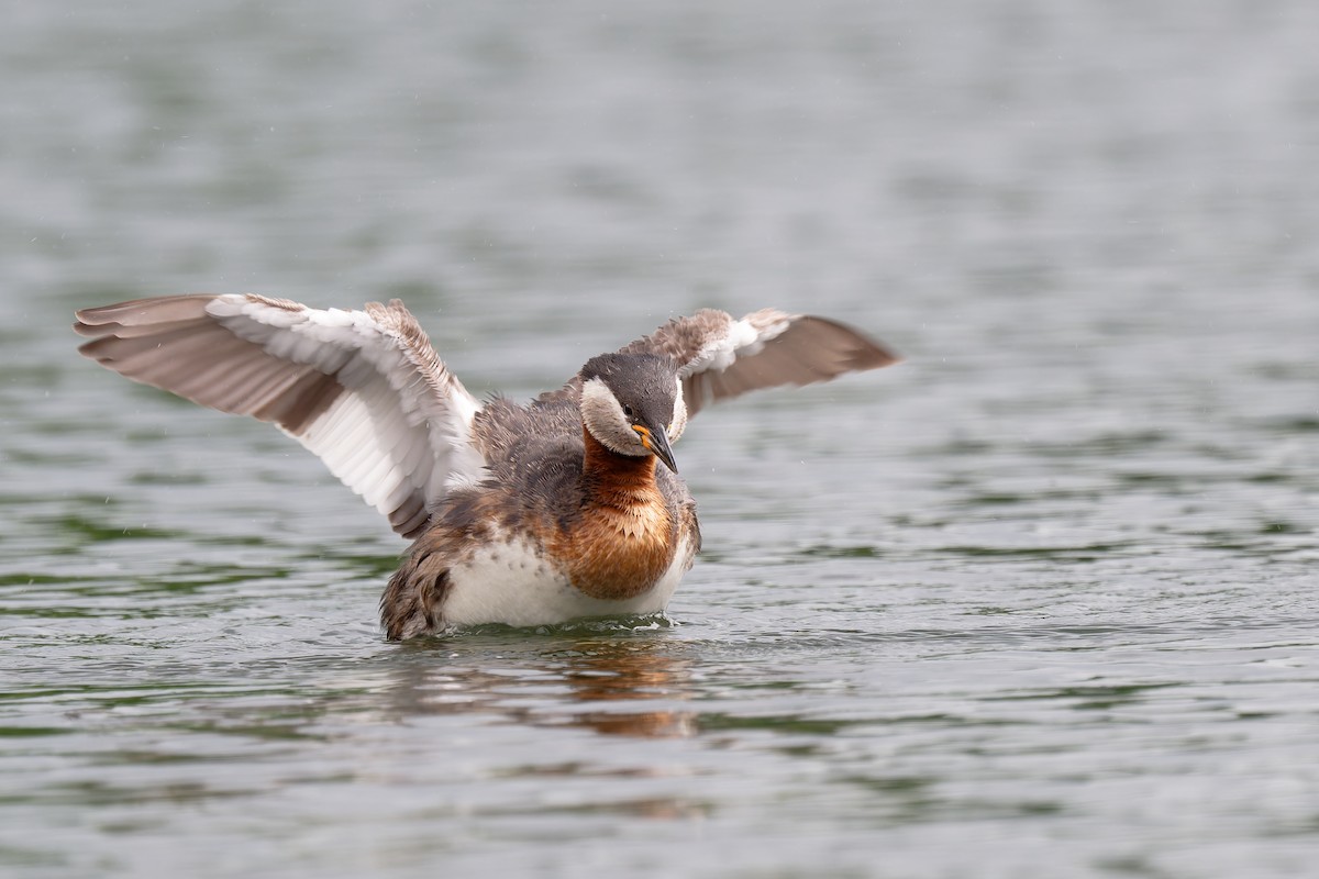 Red-necked Grebe - ML619814506
