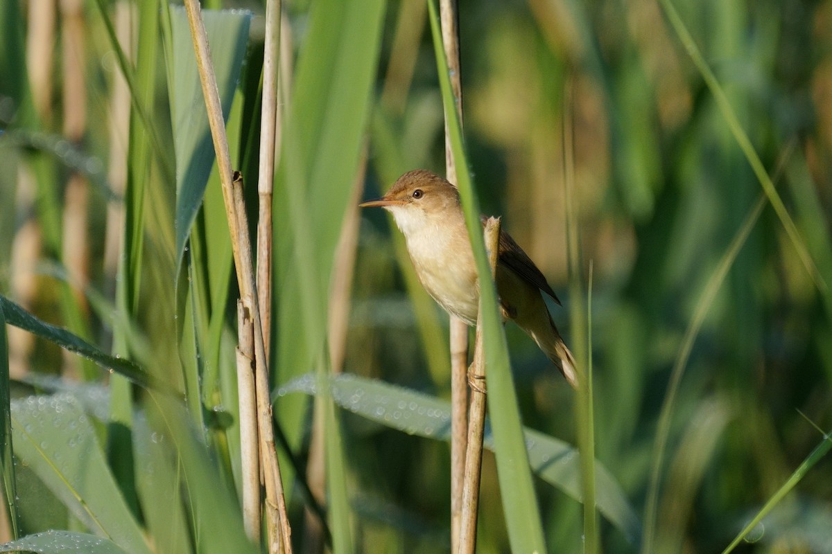 Common Reed Warbler - ML619814570
