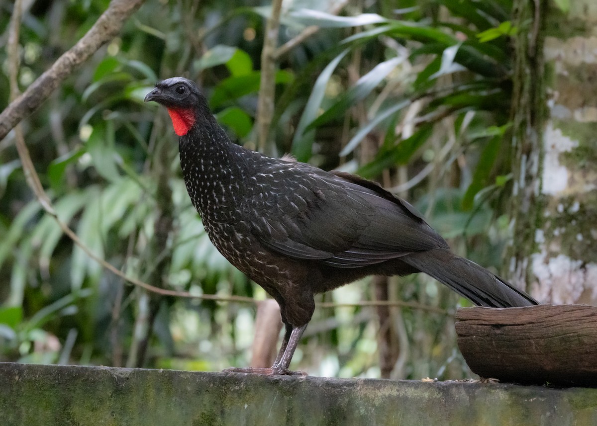 Dusky-legged Guan - ML619814586