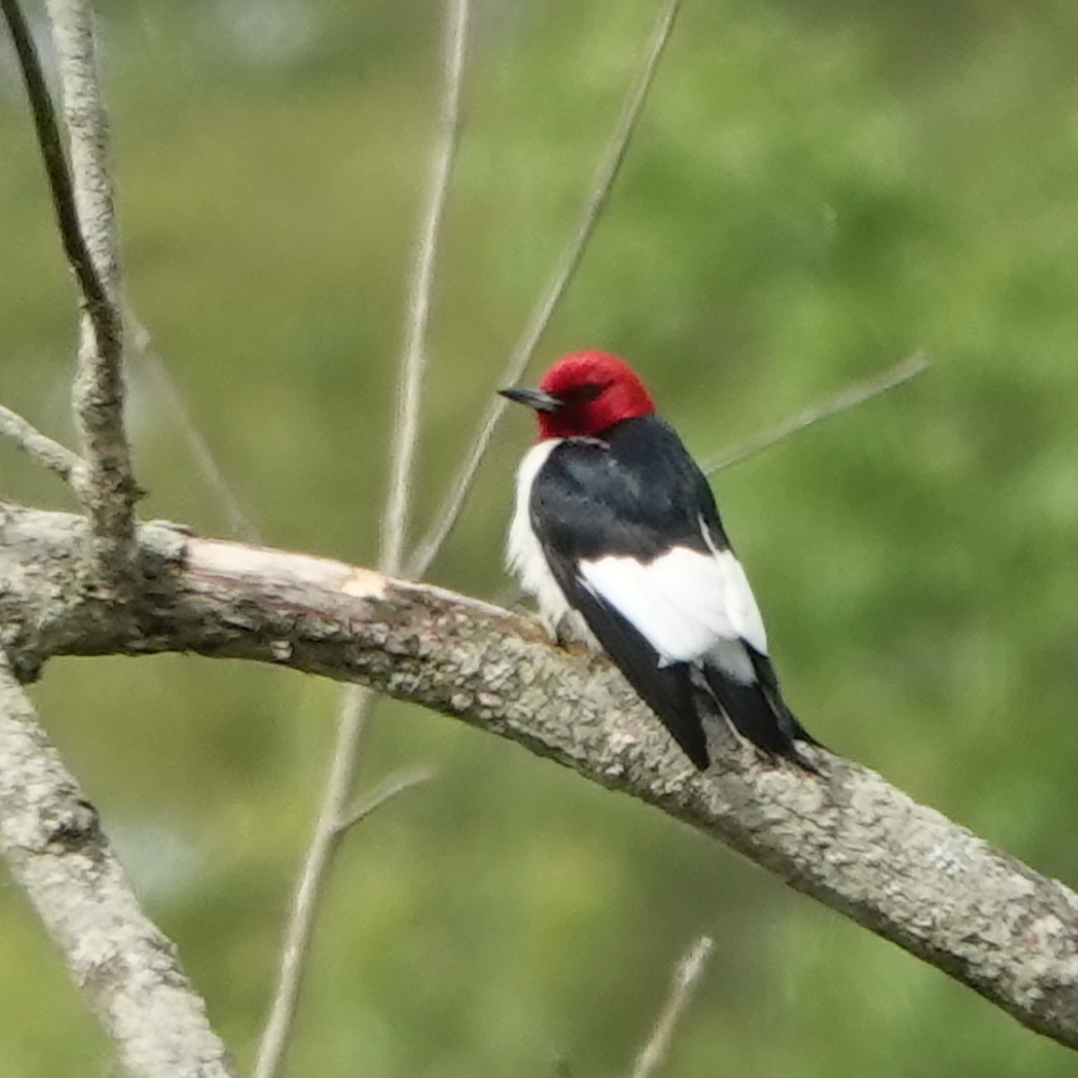 Red-headed Woodpecker - ML619814601