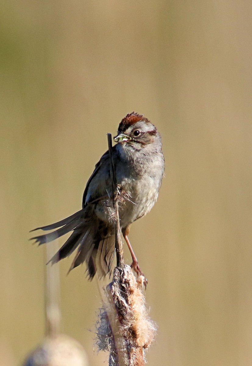 Swamp Sparrow - ML619814603