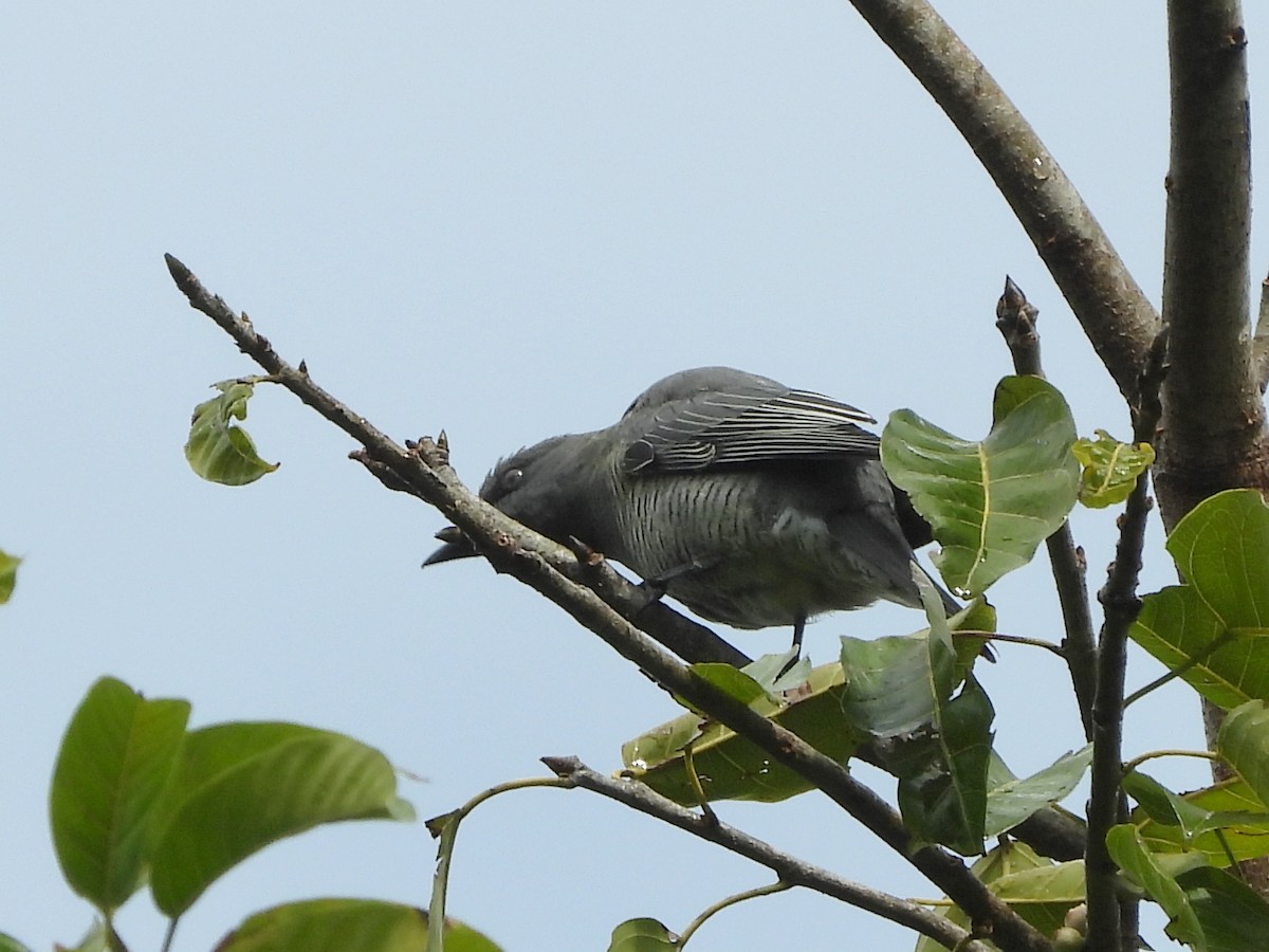 Barred Cuckooshrike - ML619814626