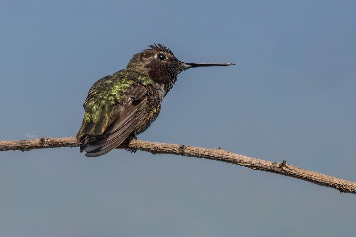 Black-chinned Hummingbird - ML619814633