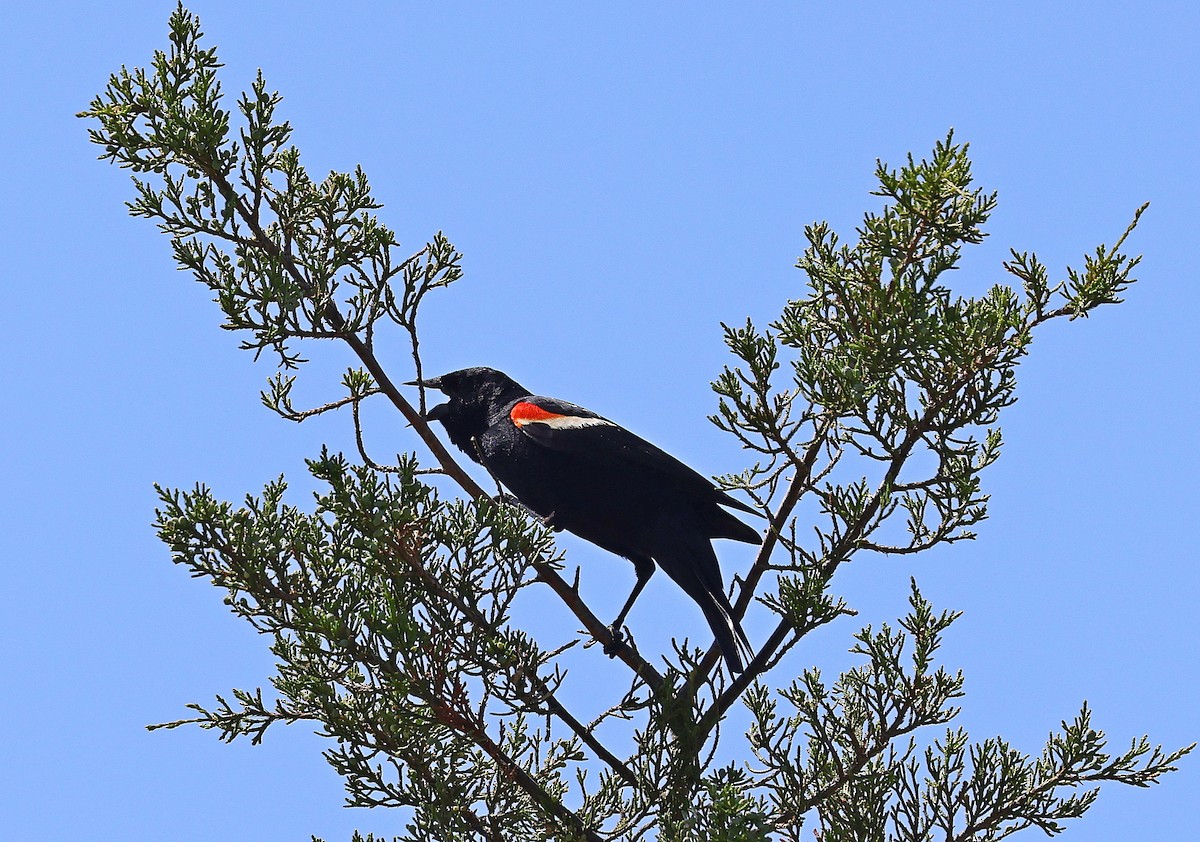 Red-winged Blackbird - ML619814637