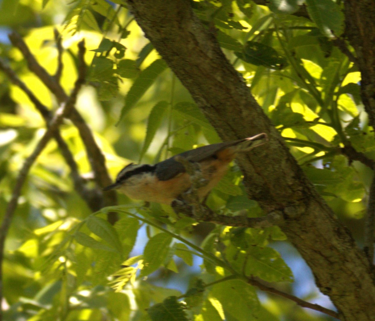 Red-breasted Nuthatch - ML619814638