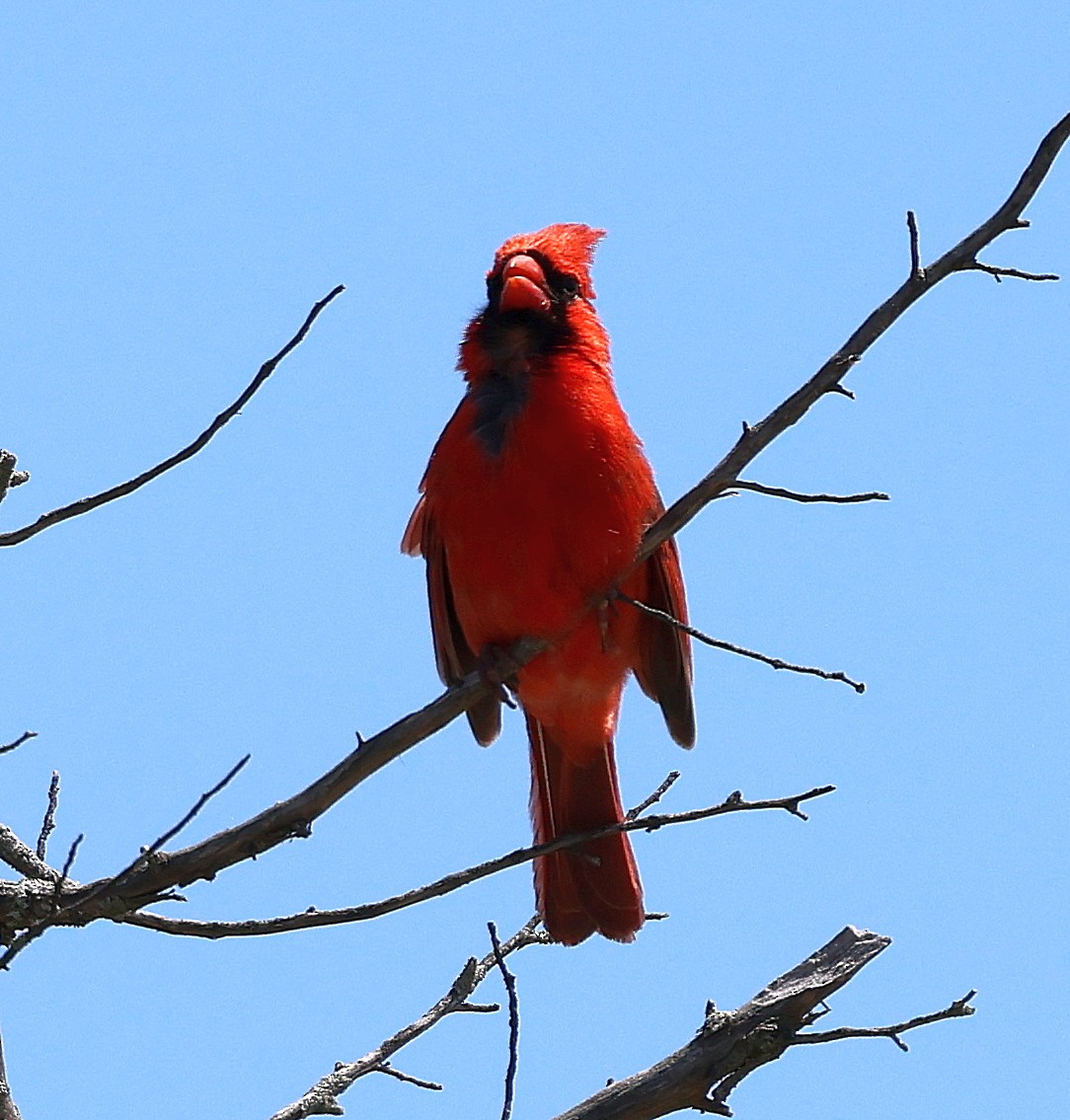 Cardinal rouge - ML619814652