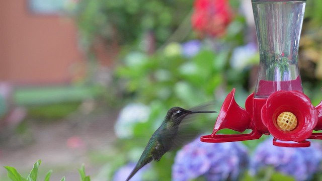 Talamanca Hummingbird - ML619814658