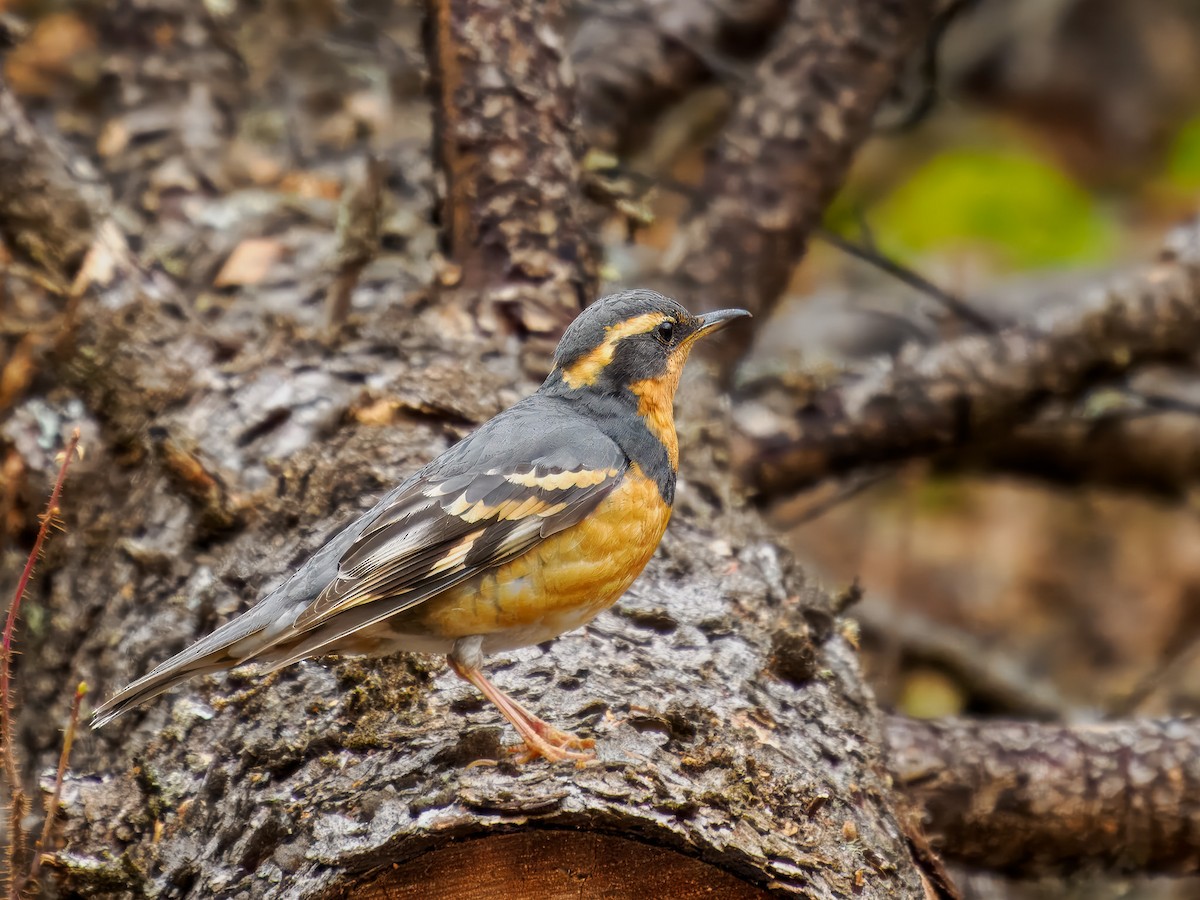 Varied Thrush - ML619814664