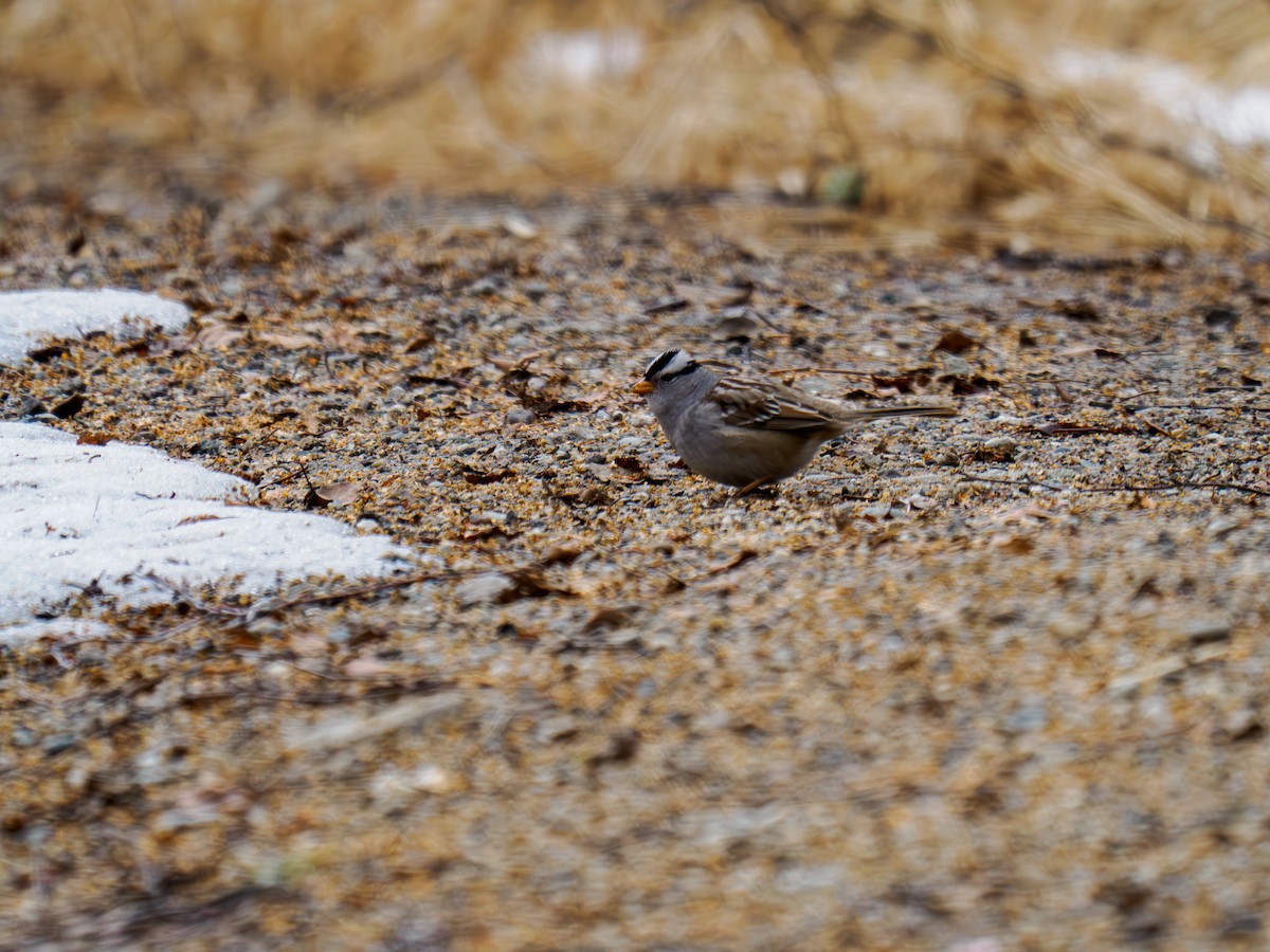 White-crowned Sparrow - ML619814674