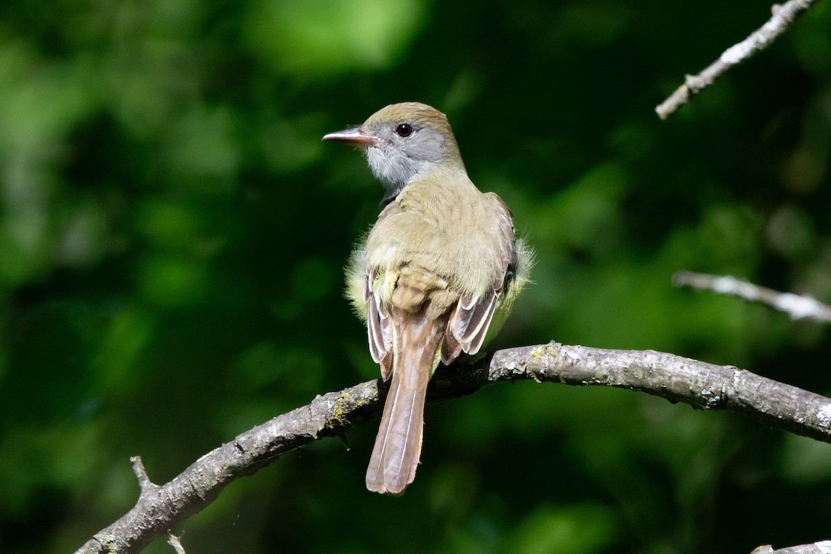 Great Crested Flycatcher - ML619814675