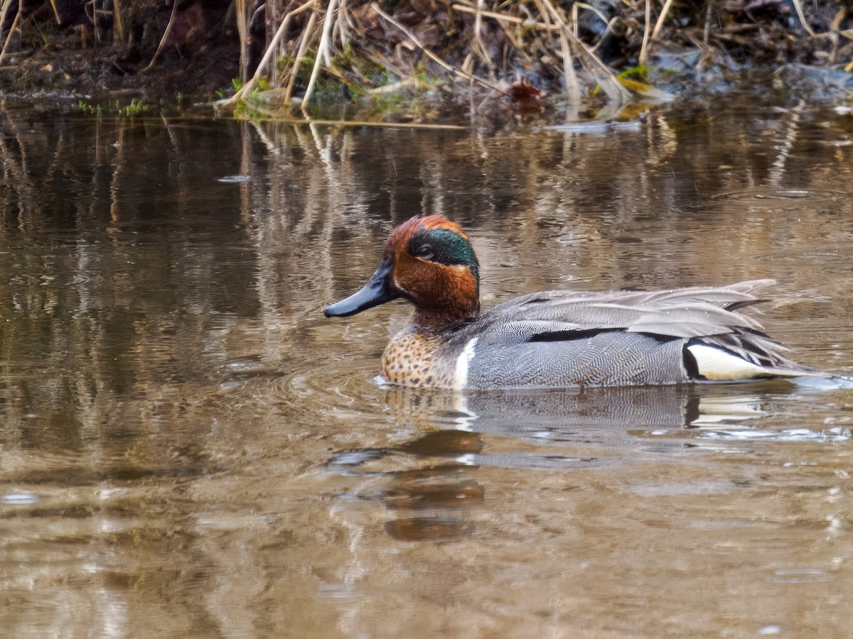 Green-winged Teal - ML619814690