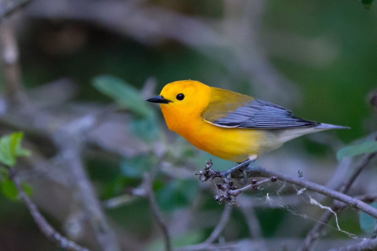 Prothonotary Warbler - ML619814700