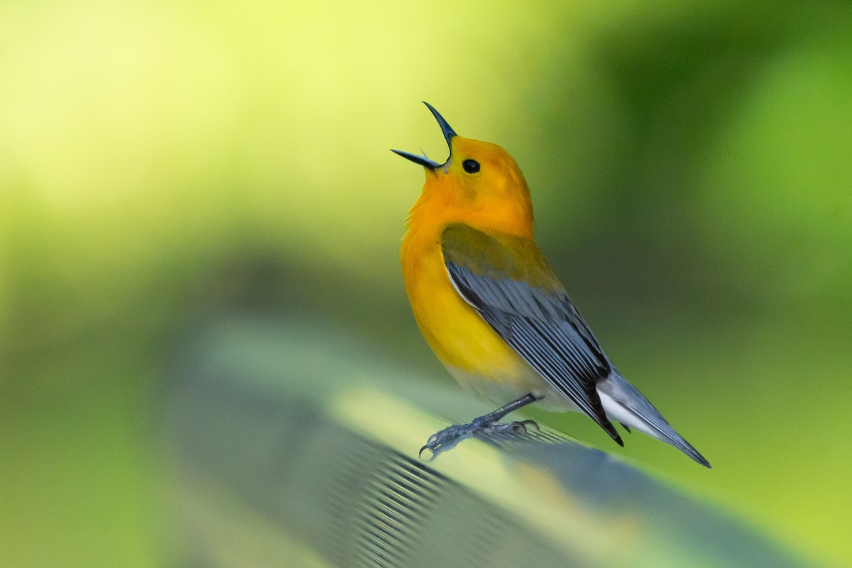 Prothonotary Warbler - ML619814701