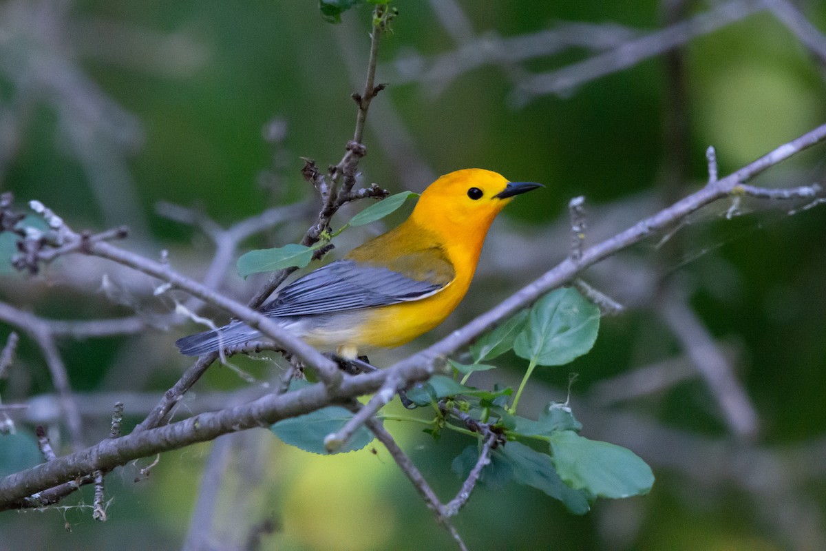 Prothonotary Warbler - ML619814702