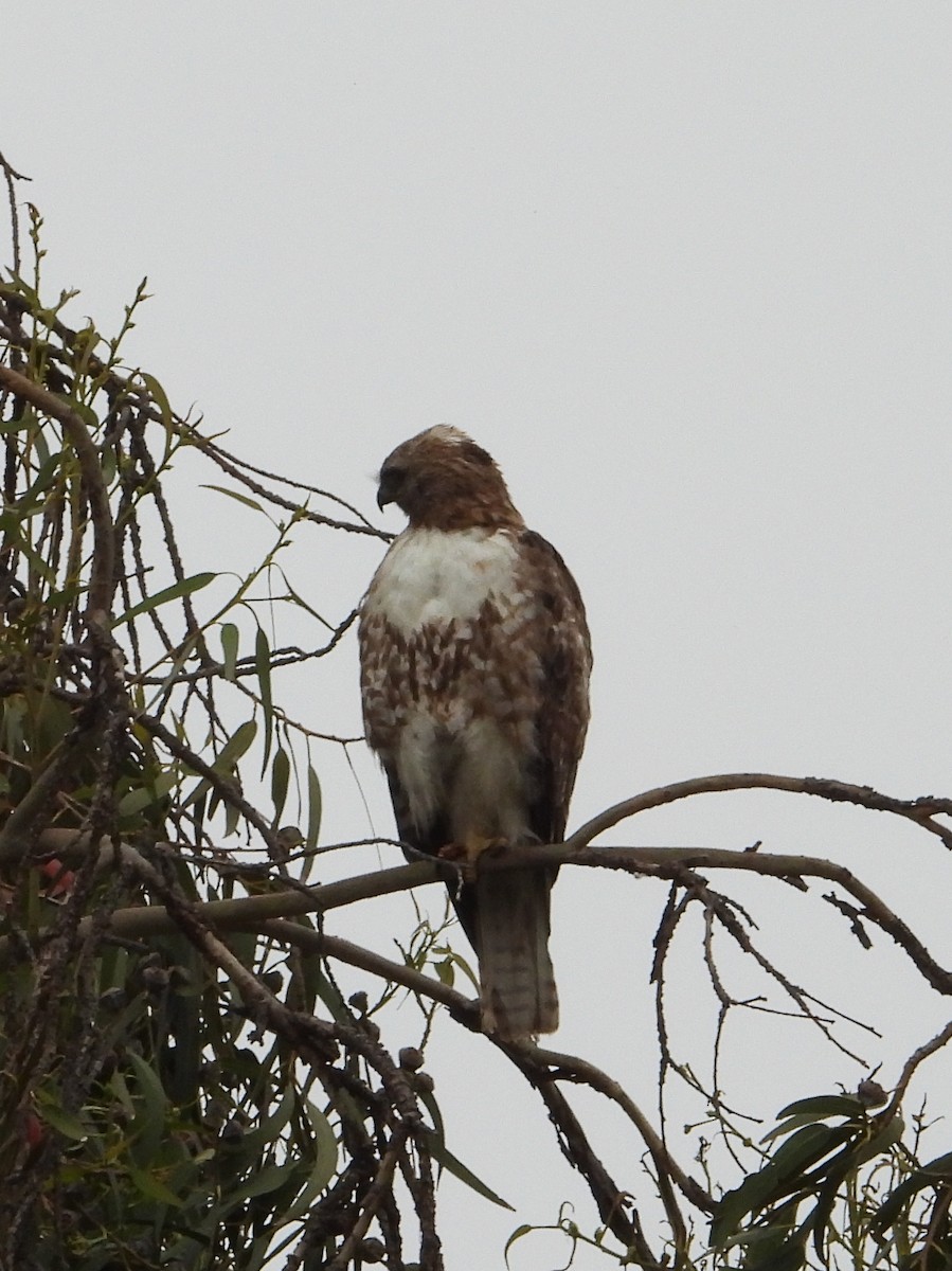Red-tailed Hawk - ML619814708