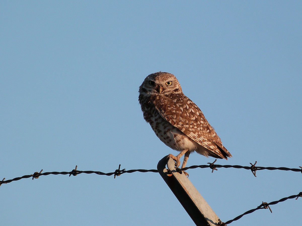 Burrowing Owl - ML619814709