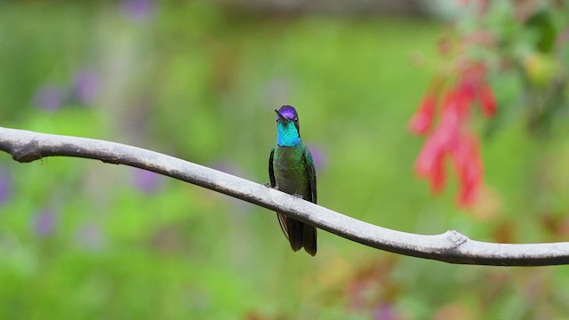 Colibri de la Talamanca - ML619814713