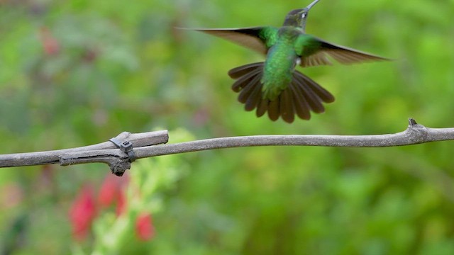 Talamanca Hummingbird - ML619814714