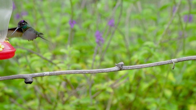 Talamanca Hummingbird - ML619814717