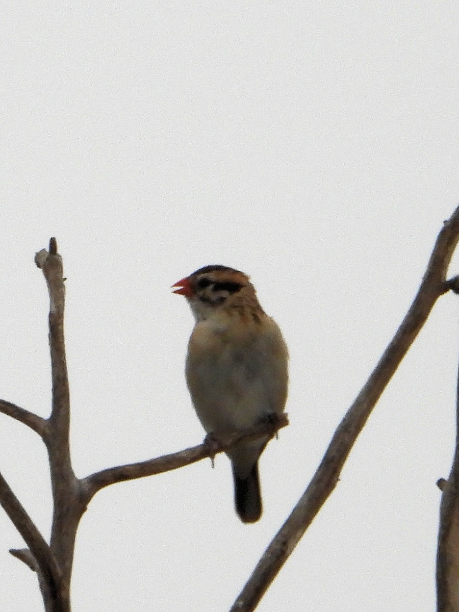 Pin-tailed Whydah - ML619814718