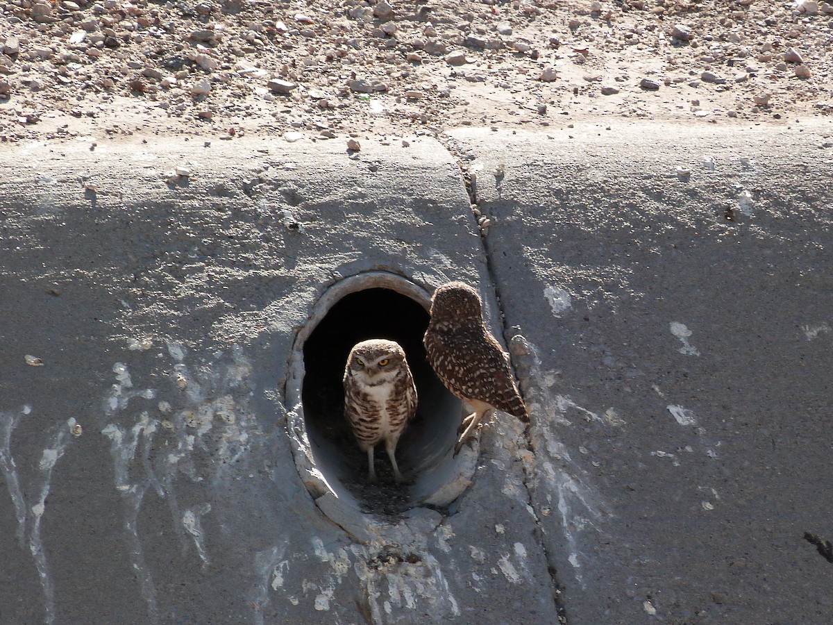 Burrowing Owl - ML619814723