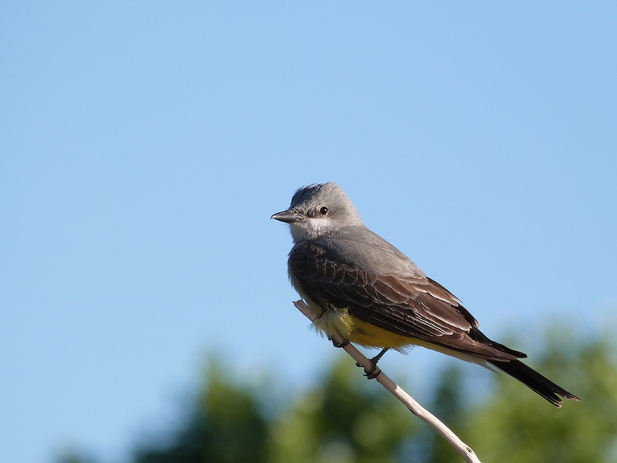 Western Kingbird - ML619814734