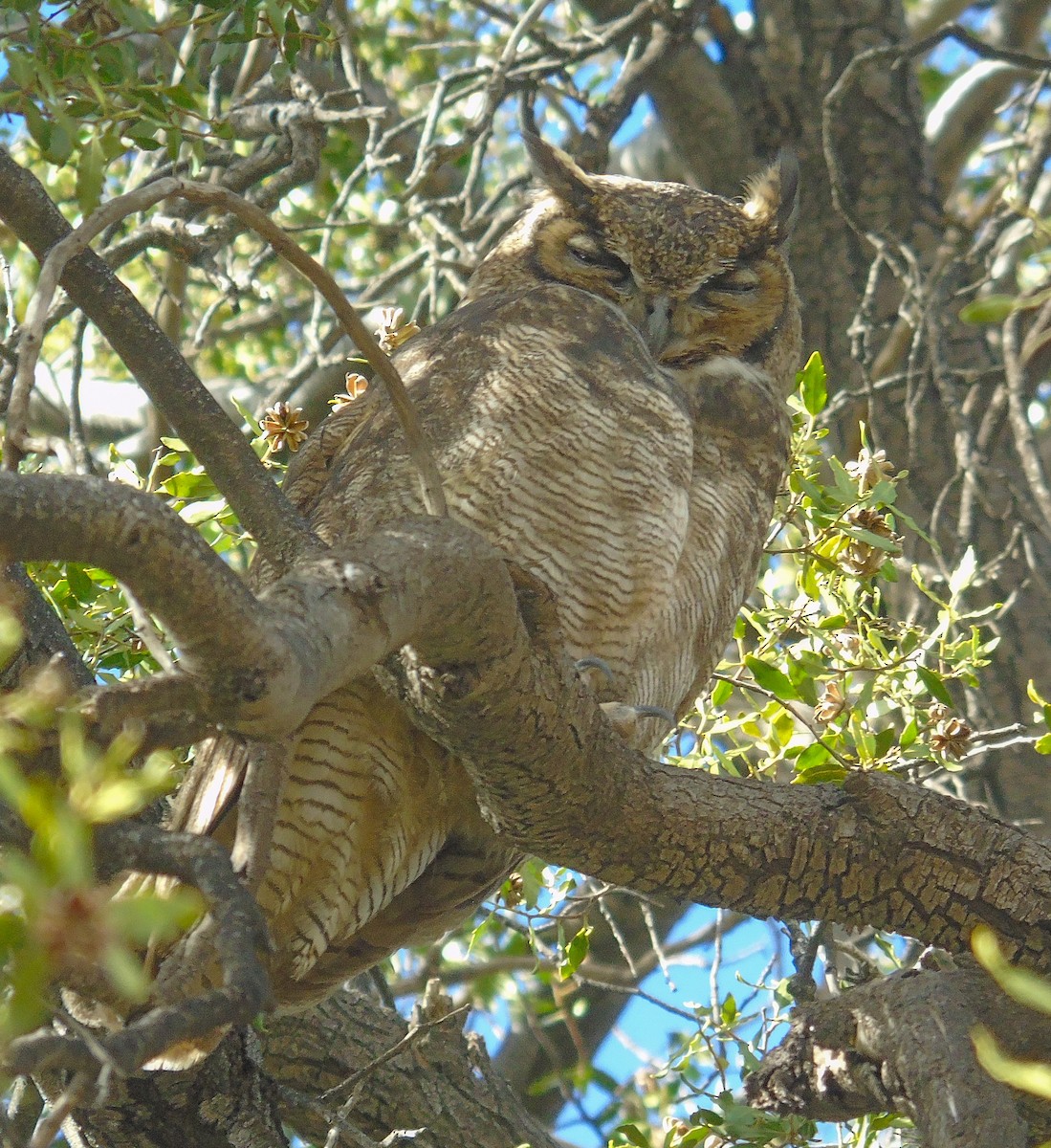 Lesser Horned Owl - ML619814748