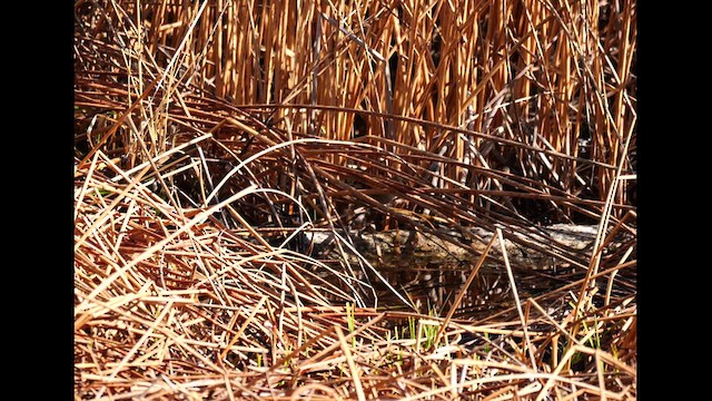 Marsh Wren - ML619814782