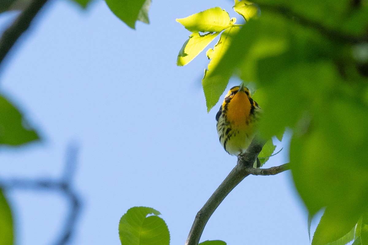 Blackburnian Warbler - ML619814784