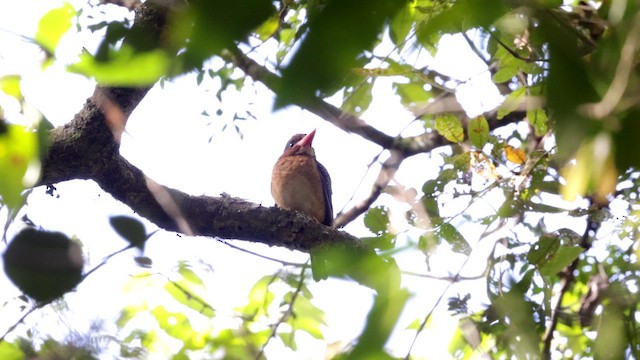 Alción de Mindanao - ML619814799