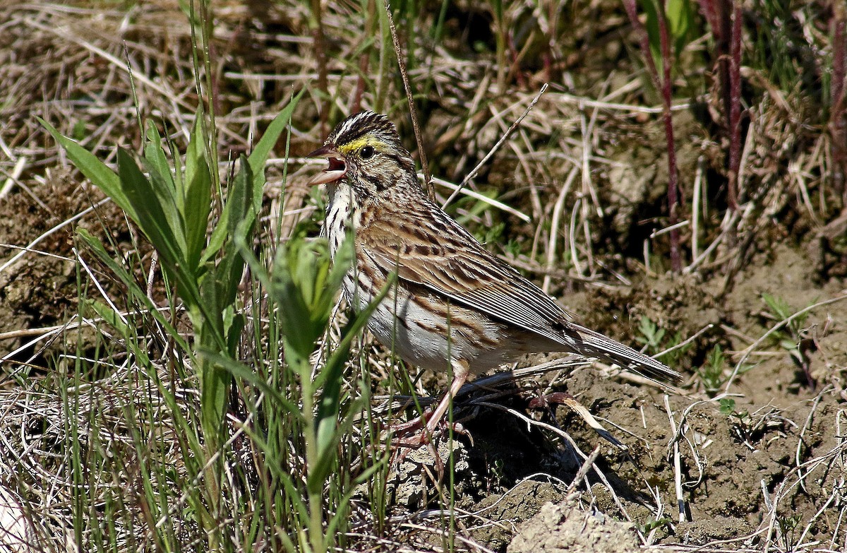 Savannah Sparrow - ML619814807